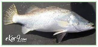 Ini ditandai dengan warna tubuhnya yang putih keperakan seperti mutiara. 5 Jenis Ikan Kakap Budidaya Dan Gambarnya Ekor9 Com Ekor9 Com