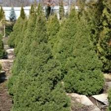 The tree is native to alberta, canada and likes cool climates. Dwarf Alberta Spruce Garden Org
