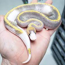 Click The Image To See More Pastel Enchi Pinstripe Pied Possible Yellow Belly Gorgeous Snake Ballpython Ballpythons Pet Snake Cute Reptiles Cute Snake
