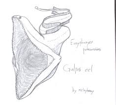 Gulper Eel By Meltyhonny On Deviantart There were two other options for me to chose from for the drawing: gulper eel by meltyhonny on deviantart