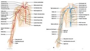 Related Image Vessels Medical Science Diagram