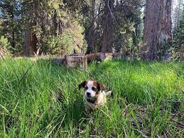 first time taking all three dogs out camping outdoordogs pitbull husky siberianhusky campingdog kopek resim