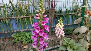 We did not find results for: Flowers Of India In Winter Season 100 Types Youtube