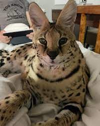 chloe_the_serval instagram | Serval cats, Cute animals, Serval