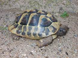 Auszeit Fur Schildkroten Uberwintern Aber Richtig Aktion Tier Menschen Fur Tiere E V