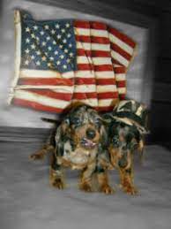 Can be short & smooth, longhaired, or wirehaired shedding: Ashley Il 618 521 0159 Happy Tails Enterprises