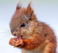 super cute baby squirrel eekhoorn eichhornchen baby tierbabys eichhornchen