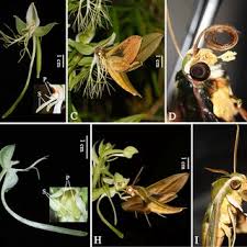 Image result for Habenaria epipactidea