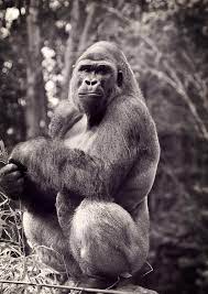 35 Most Beautiful Animals Photography National Geographic Photo Contest 2012 National Geographic Animals Animal Photography Most Beautiful Animals