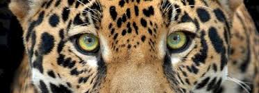 Why Can T Leopards Escape From The Zoo They Always Get Spotted Zoo Miami Http Www Destinationcoupons Com Florida Miami Miami Zoo Zoo Coupons Miami Coupons