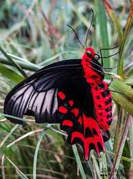 common rose butterfly swallowtail butterfly beautiful butterflies butterfly