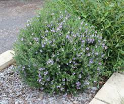 The ornamental plant commonly found in australian gardens, and known as a hibiscus, is not native to australia. Blue Gem Westringia Is A Native Shrub With Vivid Bluish Purple Flowers Native Shrubs Ground Covers