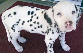 Dalmatian pitbull mix puppies or dogs for adoption: Dalmatian Pitbull Mix Google Search Pitbulls Puppies Mix Puppies
