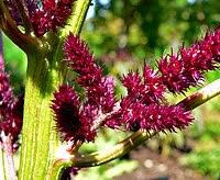 Image result for Amaranthus praetermissus