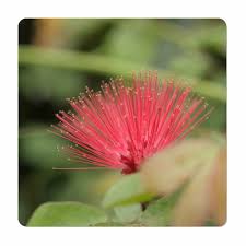 Image result for Calliandra haematocephala