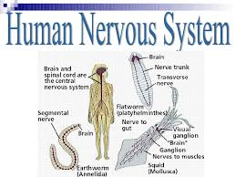 You can see an overview of the central nervous system at this link. Human Nervous System