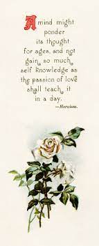 Pinterest Rose Illustration Love Poems Flower Graphic