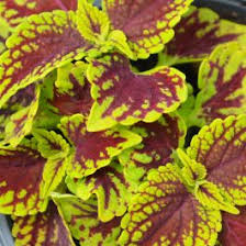 Image result for Coleus stenostachys