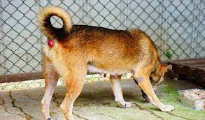 Rectal Prolapse In Dogs Petcoach