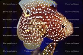 It gets easily irritated and stressed with sudden atmospheric changes and easily affects its health with this behavior. Marine Betta Grouper Calloplesiops Altivelis Perciformes Plesiopidae Images Photography Stock Pictures Archives Fine Art Prints