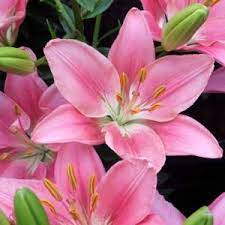 Jagung, pohon manga, bunga sepatu, pohon salak, dan sebagainya. Bunga Bakung Salah Satu Bunga Terindah Urban Garden