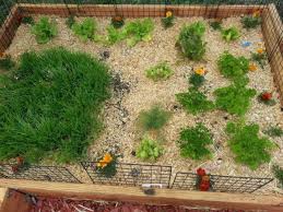 Can guinea pigs eat grass from the garden. Pin On Guinea Pigs