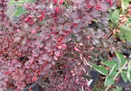 Image result for Berula thunbergii