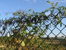 Image result for Teramnus repens