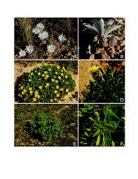 Image result for Hirpicium bechuanense