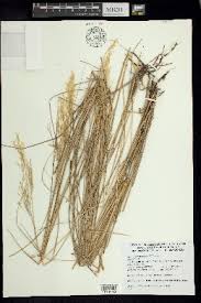 Image result for Agrostis kilimandscharica
