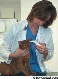 Meningioma tumors are often benign: Feline Brain Tumors Catwatch Newsletter