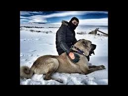 Turkish Shepherd Dogs Turk Coban Kopekleri Kangal Malakli Boz Yoruk Akbas Capar Ve Anadolu Coban Kopekleri K Coban Kopegi Akbas Kangal Kopegi