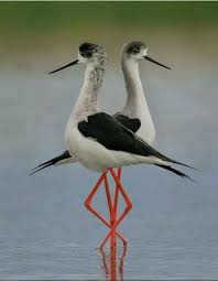 Pin By Abdullah Bulum On Ovi Most Beautiful Birds Bird Photography Beautiful Birds