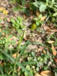 Image result for Eriochloa