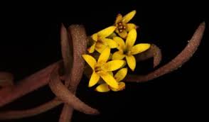 Image result for Craterostigma nummulariifolium