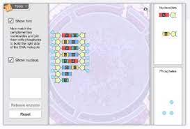 Building dna gizmo answer key solved activity b get the gizmo ready dna be sure the hint hr diagram gizmo answer key 29 rna and protein synthesis gizmo worksheet answers an eznyme is a protein that facilitates certain cell processes. Gizmo Of The Week Building Dna Explorelearning News