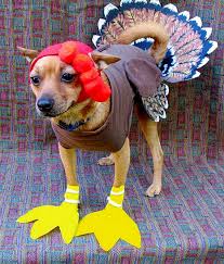10 Adorable Dogs Dressed Up For Thanksgiving Pet Costumes Dog Thanksgiving Cute Dogs