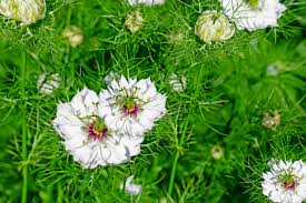Generally, the gardens in temperate regions (usda zones 4 to 10), grow caraway plants (carum carvi) as biennial plants. Best Herbs That Grow In Full Sun