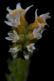 Image result for Euploca