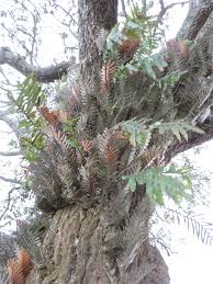 Image result for Drynaria volkensii