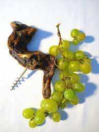 tire bouchon vintage cep de vigne francais ouvre bouteilles etsy cep de vigne tire bouchon bouchons