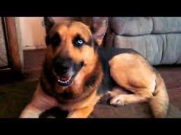 While other colors of this breed are largely defined by single colors, or bicolor ratios, sable dogs are more homogenous.that is, the coloring is more even throughout without distinct areas of one color or another. German Shepherd With A Blue Eye Rare Youtube