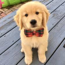 His favorite place to find comfort would be your warm lap. 8 Most Popular Dog Breeds In India