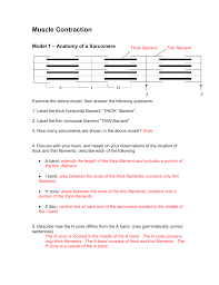 Muscle Contraction