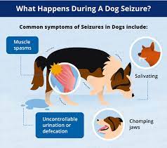 What Does A Dog Seizure Look Like Canna Pet