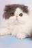 Cat Breeders in New York - Persian Breeder Directory ...