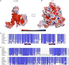 With the current cmco in place, has the pandemic affected your livelihood? Structure Of A Transcribing Rna Polymerase Ii U1 Snrnp Complex Biorxiv