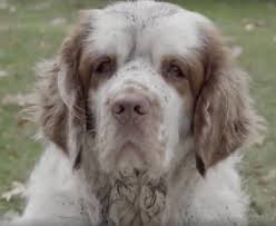 Please complete the form below and you will be the first to know as soon as there are new clumber spaniel litters available. Meet The Fabulous Clumber Spaniel Behind A Fabulous Anti Hsus Ad