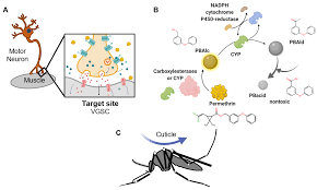 Image result for Pyrethroid