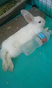 Keeping your rabbit cool in the summer heat is important, these are some of the basic signs to spot heatstroke: Frozen Waterbottles Really Help Bunnies Cool Down When It S Hot And It S A Very Easy Way To Keep Your Bunny Cool In The Summer Heat Diy Bunny Cool Downs Bunny